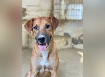 Hunter, geb. ca. 02/2025, lebt in GRIECHENLAND, auf einer privaten Pflegestelle