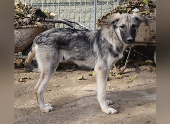 Erwin, geb. ca. 05/2024, lebt in GRIECHENLAND, im städt. Tierheim Serres