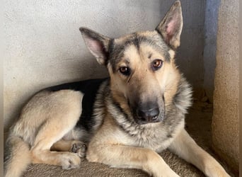 Hankan, geb. ca. 01/2024, lebt in GRIECHENLAND, im städt. Tierheim Serres