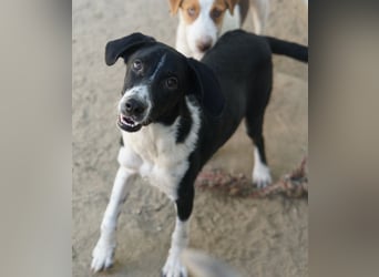 Piko, geb. ca. 01/2025, lebt in GRIECHENLAND, auf einer privaten Pflegestelle