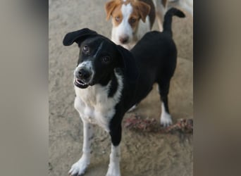 Piko, geb. ca. 01/2025, lebt in GRIECHENLAND, auf einer privaten Pflegestelle