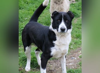 Eddy, geb. ca. 01/2018, lebt in GRIECHENLAND, im städt. Tierheim Serres