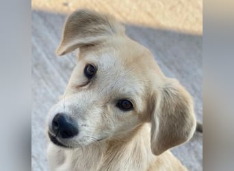 Shaggy, geb. ca. 04/2025, lebt in GRIECHENLAND, im städt. Tierheim Serres