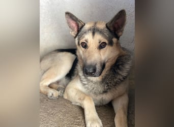 Hankan, geb. ca. 01/2024, lebt in GRIECHENLAND, im städt. Tierheim Serres