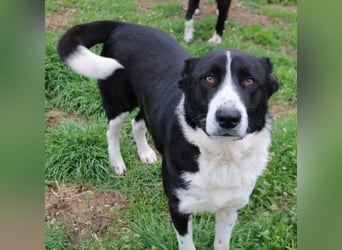 Eddy, geb. ca. 01/2018, lebt in GRIECHENLAND, im städt. Tierheim Serres