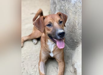 Hunter, geb. ca. 02/2025, lebt in GRIECHENLAND, auf einer privaten Pflegestelle