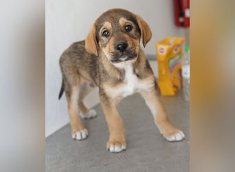 Kuba, geb. ca. 12/2025, lebt in GRIECHENLAND, auf einer privaten Pflegestelle