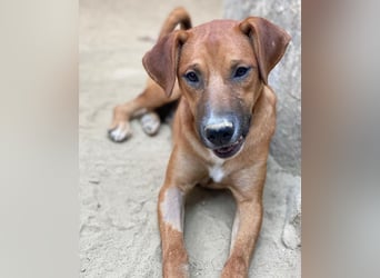 Hunter, geb. ca. 02/2025, lebt in GRIECHENLAND, auf einer privaten Pflegestelle