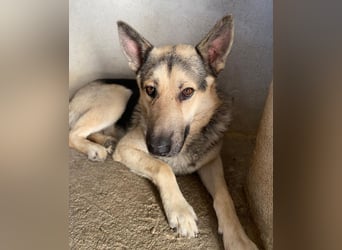 Hankan, geb. ca. 01/2024, lebt in GRIECHENLAND, im städt. Tierheim Serres