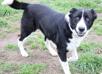 Eddy, geb. ca. 01/2018, lebt in GRIECHENLAND, im städt. Tierheim Serres