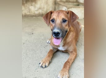 Hunter, geb. ca. 02/2025, lebt in GRIECHENLAND, auf einer privaten Pflegestelle