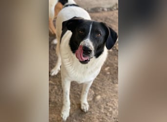 Grecco, geb. ca. 11/2022, lebt in GRIECHENLAND, im städt. Tierheim Serres