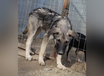 Erwin, geb. ca. 05/2024, lebt in GRIECHENLAND, im städt. Tierheim Serres