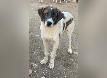 Evans, geb. ca. 04/2025, lebt in GRIECHENLAND, im städt. Tierheim Serres