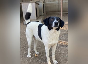 Grecco, geb. ca. 11/2022, lebt in GRIECHENLAND, im städt. Tierheim Serres