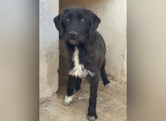 Erebus, geb. ca. 01/2025, lebt in GRIECHENLAND, im städt. Tierheim Serres