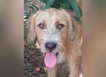 Sid, geb. ca. 08/2022 , lebt in GRIECHENLAND, auf einer privaten Pflegestelle