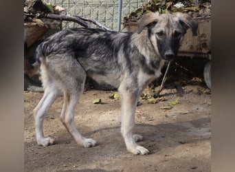 Erwin, geb. ca. 05/2024, lebt in GRIECHENLAND, im städt. Tierheim Serres