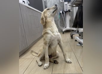 Shaggy, geb. ca. 04/2025, lebt in GRIECHENLAND, im städt. Tierheim Serres