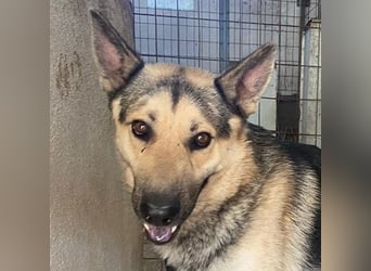 Hankan, geb. ca. 01/2024, lebt in GRIECHENLAND, im städt. Tierheim Serres