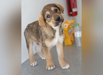 Kuba, geb. ca. 12/2025, lebt in GRIECHENLAND, auf einer privaten Pflegestelle