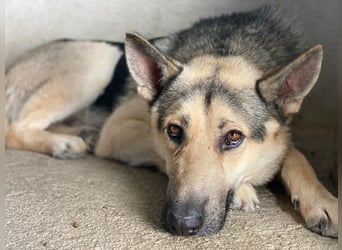 Hankan, geb. ca. 01/2024, lebt in GRIECHENLAND, im städt. Tierheim Serres