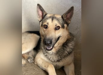 Hankan, geb. ca. 01/2024, lebt in GRIECHENLAND, im städt. Tierheim Serres