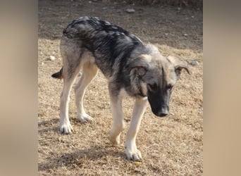 Erwin, geb. ca. 05/2024, lebt in GRIECHENLAND, im städt. Tierheim Serres