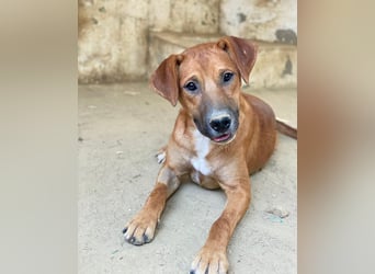 Hunter, geb. ca. 02/2025, lebt in GRIECHENLAND, auf einer privaten Pflegestelle