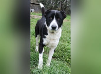 Eddy, geb. ca. 01/2018, lebt in GRIECHENLAND, im städt. Tierheim Serres