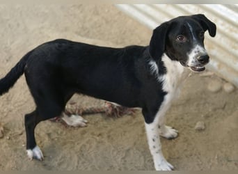 Piko, geb. ca. 01/2025, lebt in GRIECHENLAND, auf einer privaten Pflegestelle