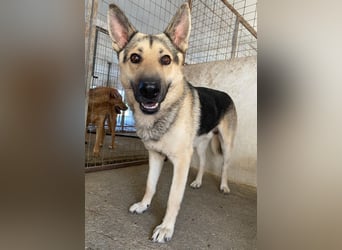 Hankan, geb. ca. 01/2024, lebt in GRIECHENLAND, im städt. Tierheim Serres