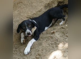 Piko, geb. ca. 01/2025, lebt in GRIECHENLAND, auf einer privaten Pflegestelle