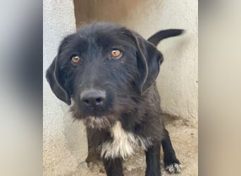 Erebus, geb. ca. 01/2025, lebt in GRIECHENLAND, im städt. Tierheim Serres