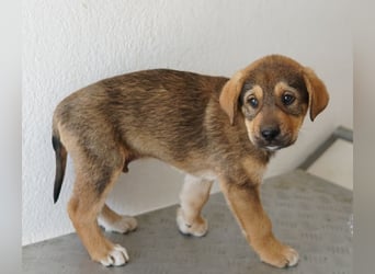 Kuba, geb. ca. 12/2025, lebt in GRIECHENLAND, auf einer privaten Pflegestelle