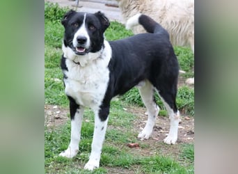 Eddy, geb. ca. 01/2018, lebt in GRIECHENLAND, im städt. Tierheim Serres