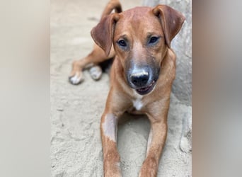 Hunter, geb. ca. 02/2025, lebt in GRIECHENLAND, auf einer privaten Pflegestelle