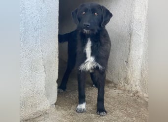 Erebus, geb. ca. 01/2025, lebt in GRIECHENLAND, im städt. Tierheim Serres