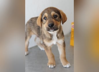 Kuba, geb. ca. 12/2025, lebt in GRIECHENLAND, auf einer privaten Pflegestelle