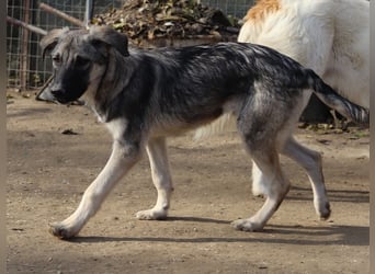Erwin, geb. ca. 05/2024, lebt in GRIECHENLAND, im städt. Tierheim Serres