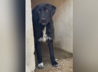 Erebus, geb. ca. 01/2025, lebt in GRIECHENLAND, im städt. Tierheim Serres