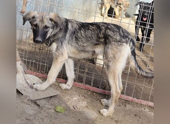 Erwin, geb. ca. 05/2024, lebt in GRIECHENLAND, im städt. Tierheim Serres