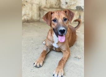 Hunter, geb. ca. 02/2025, lebt in GRIECHENLAND, auf einer privaten Pflegestelle