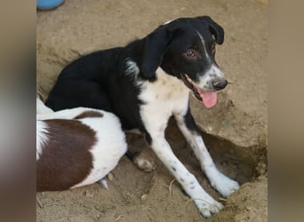 Piko, geb. ca. 01/2025, lebt in GRIECHENLAND, auf einer privaten Pflegestelle