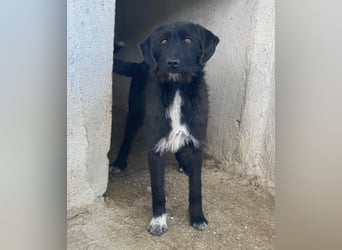 Erebus, geb. ca. 01/2025, lebt in GRIECHENLAND, im städt. Tierheim Serres