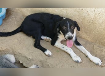 Piko, geb. ca. 01/2025, lebt in GRIECHENLAND, auf einer privaten Pflegestelle