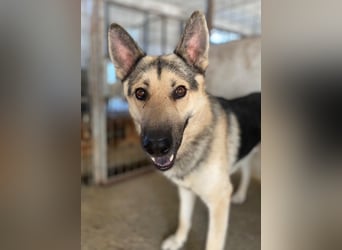 Hankan, geb. ca. 01/2024, lebt in GRIECHENLAND, im städt. Tierheim Serres