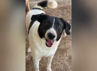 Grecco, geb. ca. 11/2022, lebt in GRIECHENLAND, im städt. Tierheim Serres