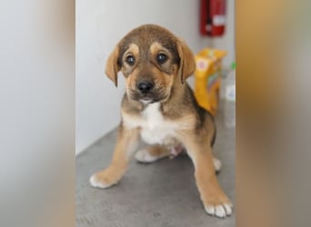 Kuba, geb. ca. 12/2025, lebt in GRIECHENLAND, auf einer privaten Pflegestelle