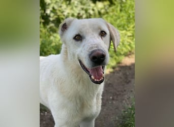 Santa, geb. ca. 06/2023, lebt in GRIECHENLAND, im städt. Tierheim Serres